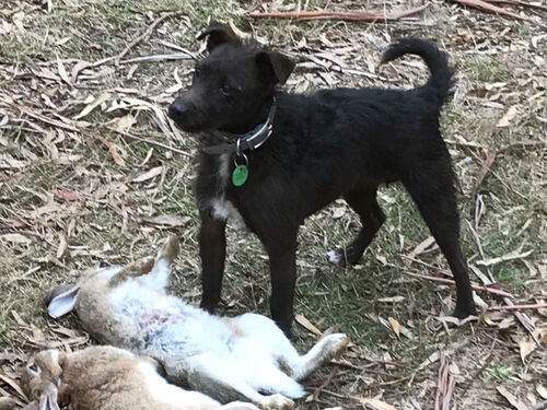 Agnes - RabbitBusters Ballarat