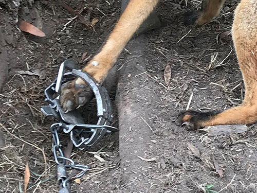 Fox in Leghold Trap - RabbitBusters Ballarat