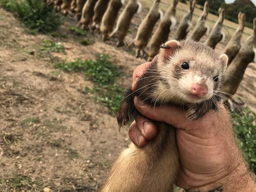 Ferrets - RabbitBusters Ballarat