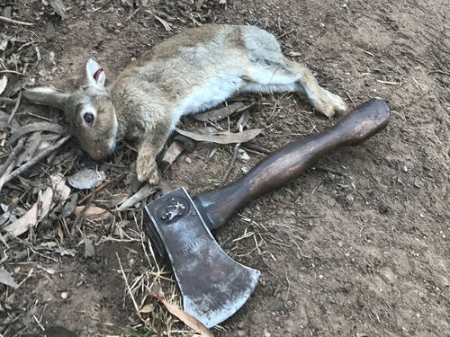 History - RabbitBusters Ballarat