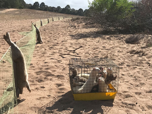 Long Netting - RabbitBusters Ballarat