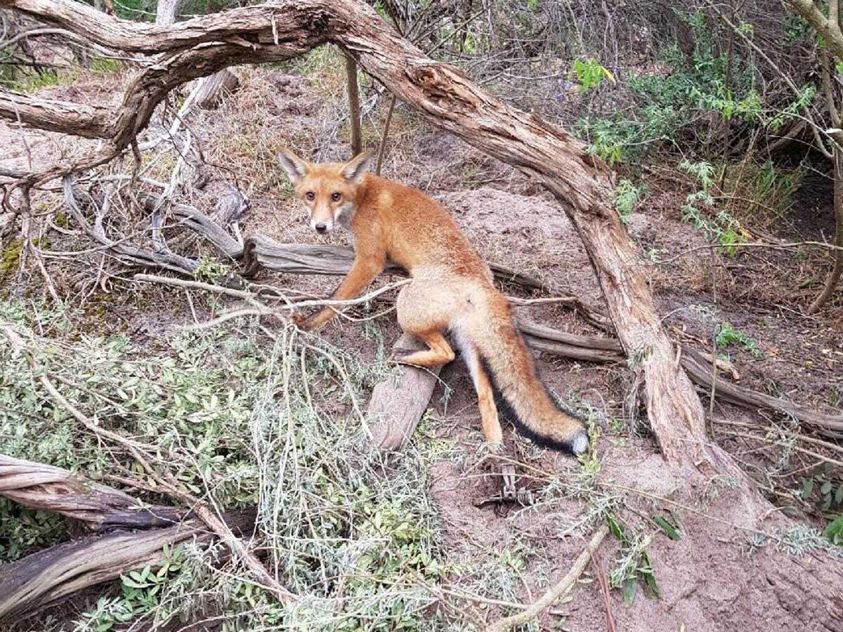 Fox - RabbitBusters Ballarat