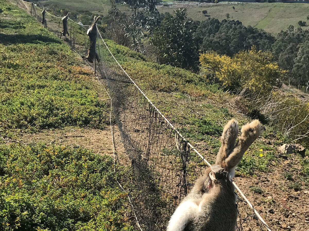 Long Netting - RabbitBusters Ballarat