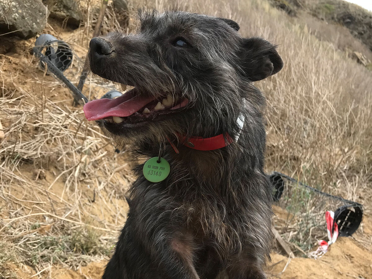 Working Dogs - RabbitBusters Ballarat