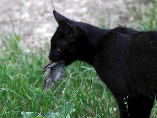 Cats - RabbitBusters Ballarat