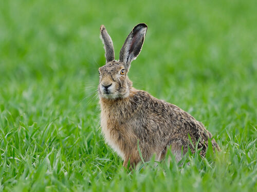 Hares - RabbitBusters Ballarat