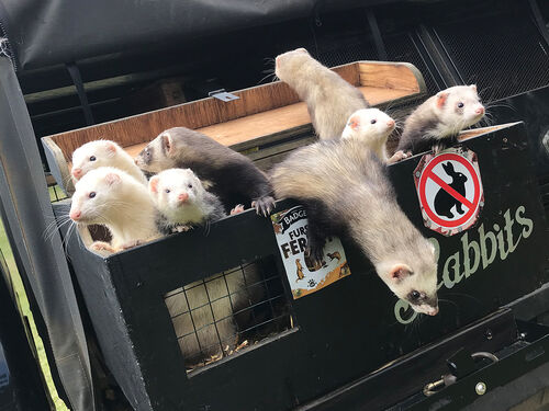 Ferreting - RabbitBusters Ballarat