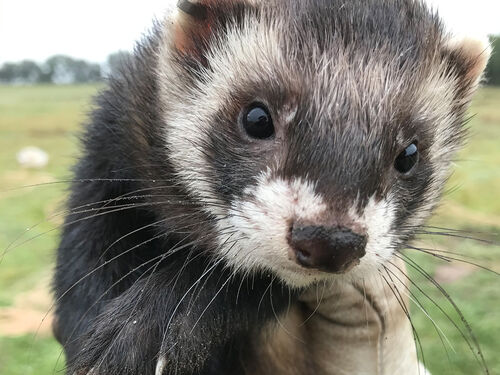 Ferreting - RabbitBusters Ballarat