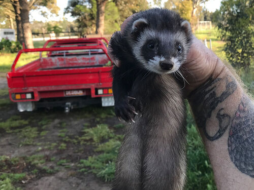 Ferreting - RabbitBusters Ballarat