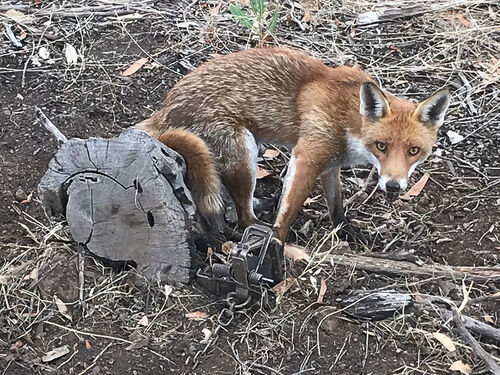 Foxes - RabbitBusters Ballarat