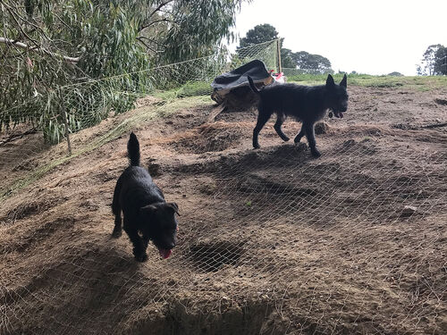 RAS and TAN - RabbitBusters Ballarat