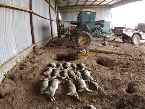 Rabbits in Shed - RabbitBusters Ballarat